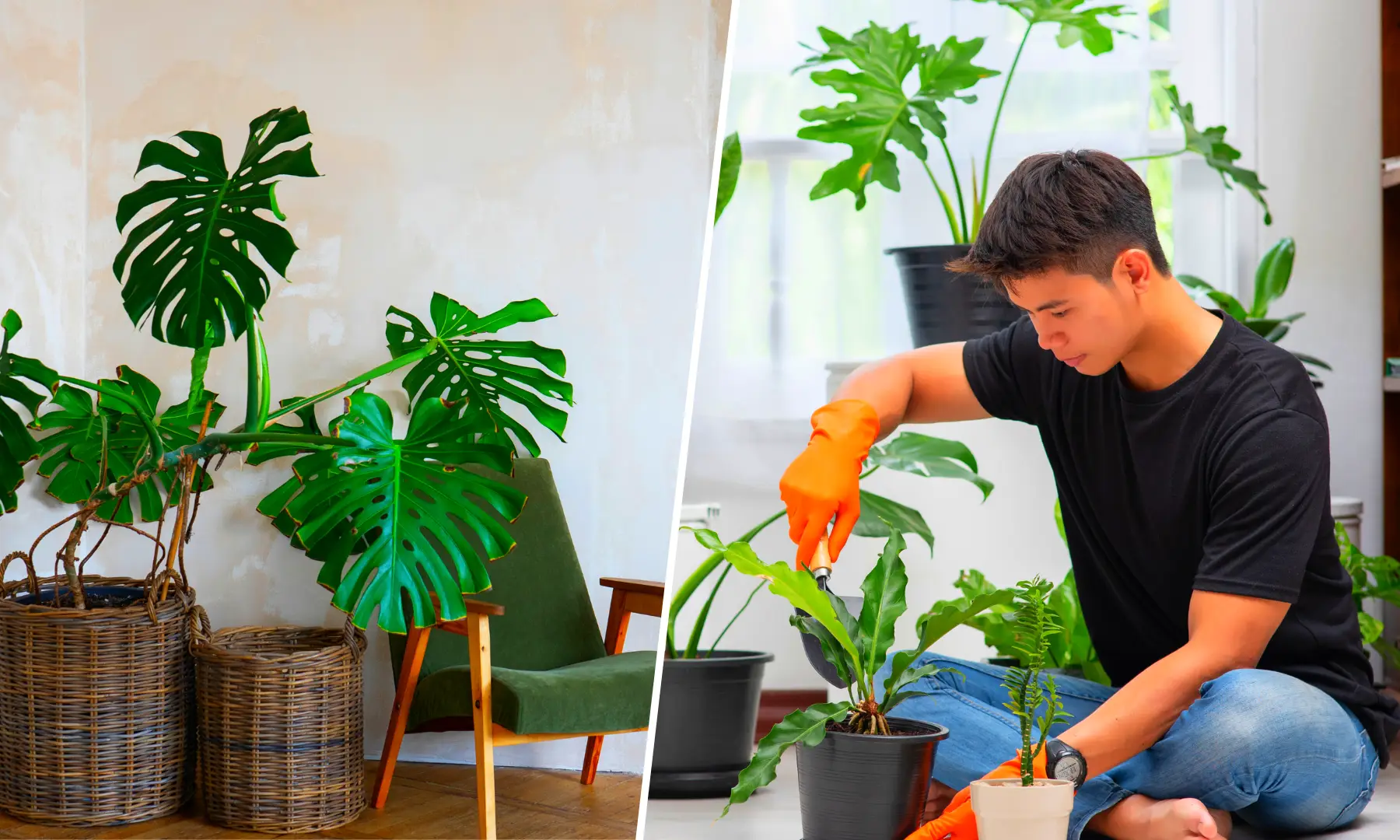 9 Ways How to Grow Healthy Plants at Home