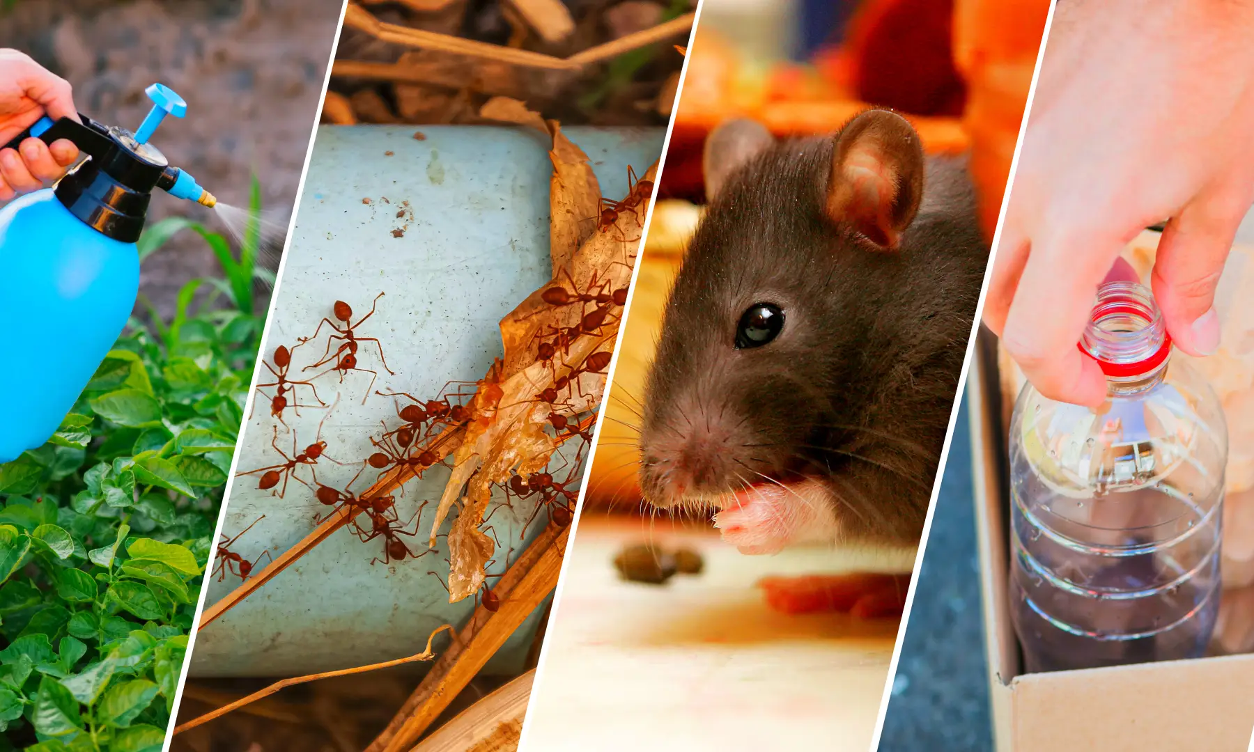 How to Keep Your Home Free from Bugs and Pests