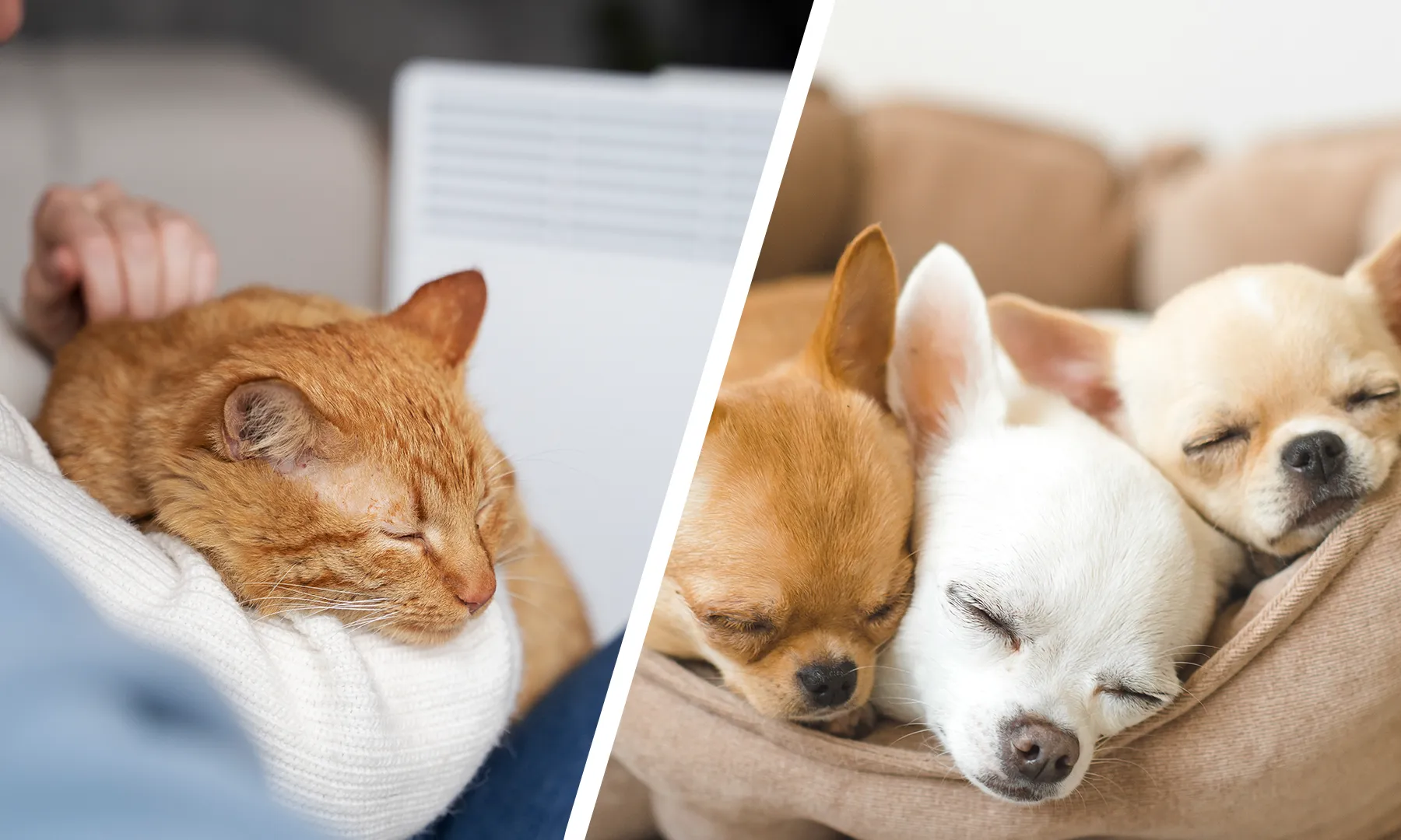 Pet friendly Home Tips to Ensure Your House is a Safe Space for Furry Friends