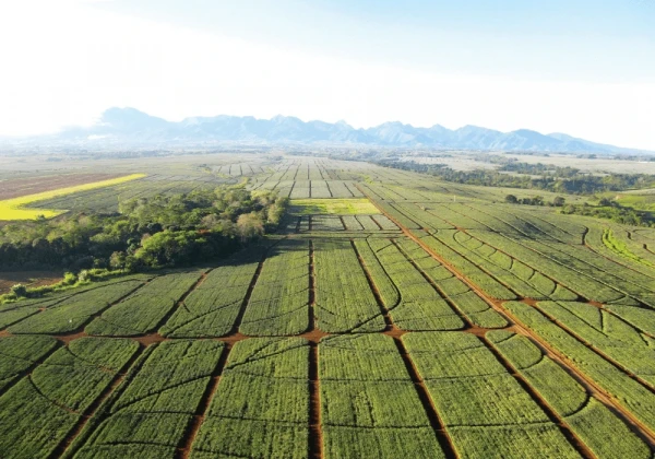 Investing for a property in Bukidnon may also open business opportunity like agricultural services