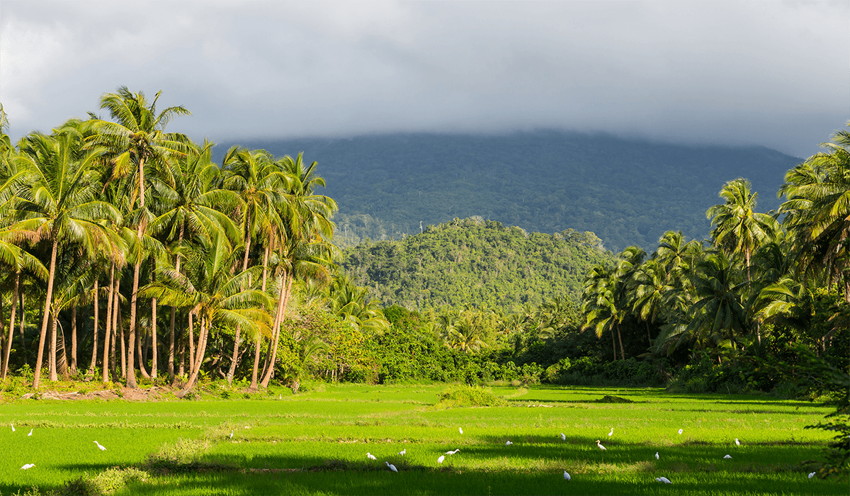 Agriculture in the Philippines Lumina Homes