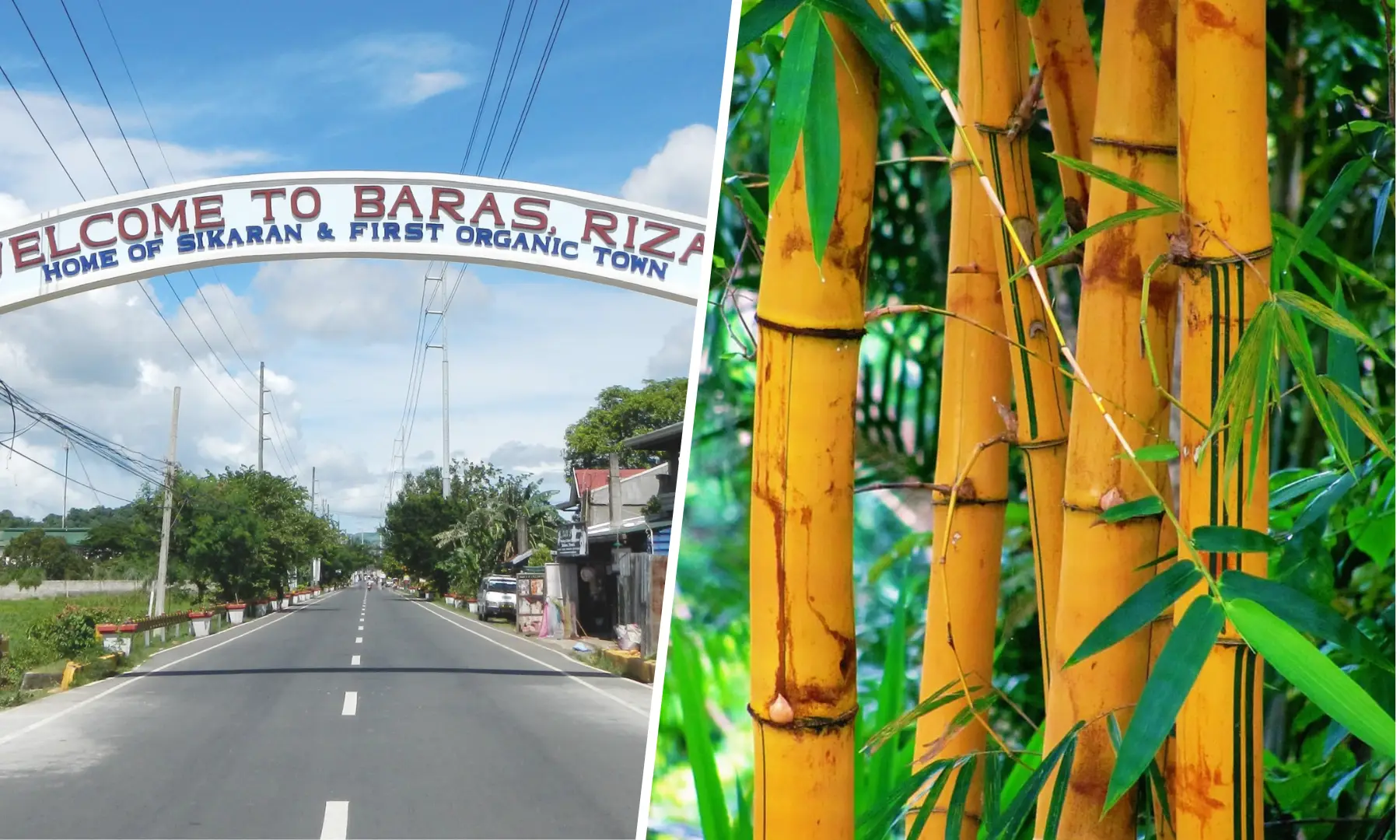 YES to Green Program Continue to Promote Pro environment Initiatives with Bamboo Planting Program in Baras Rizal